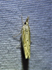 Fissicrambus profanellus