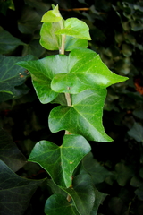 Hedera helix