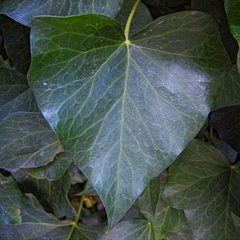 Hedera helix