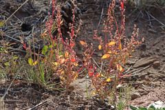 Chenopodium atrovirens