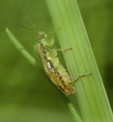 Orthops scutellatus