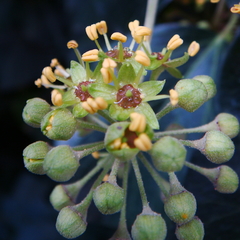 Hedera helix