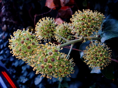 Hedera helix