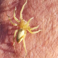 Micrommata virescens