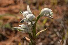 Chloraea multiflora