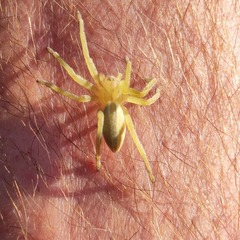 Micrommata virescens