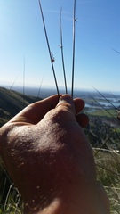 Juncus distegus