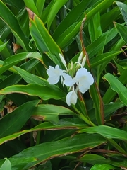 Hedychium coronarium image