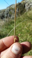 Juncus distegus
