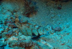 Amblyeleotris guttata