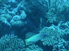 Halichoeres prosopeion