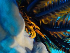 Allogalathea elegans