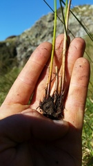 Juncus distegus