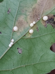 Zopheroteras hubbardi