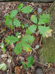 Zopheroteras hubbardi