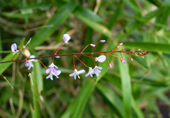 Hylodesmum nudiflorum