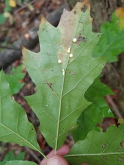 Zopheroteras hubbardi