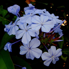 Plumbago auriculata