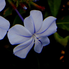 Plumbago auriculata