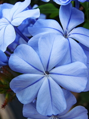 Plumbago auriculata