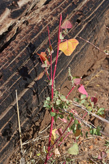 Chenopodium fremontii