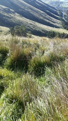Juncus distegus