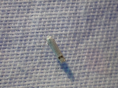 Paraleucoptera albella