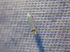 Paraleucoptera albella