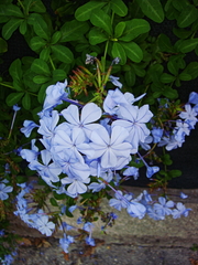 Plumbago auriculata
