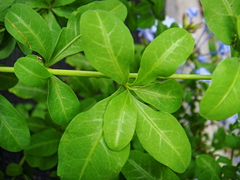 Plumbago auriculata