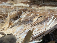 Wrightoporia austrosinensis