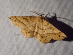 Euchlaena tigrinaria