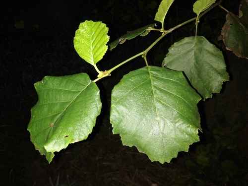 Iberian Alder