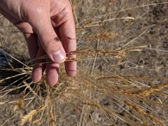 Psathyrostachys juncea