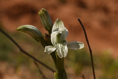 Chloraea multiflora