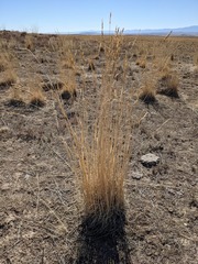 Psathyrostachys juncea