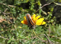 Neocrossidius trivittatus