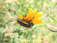 Neocrossidius trivittatus