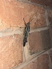 Schistocerca americana