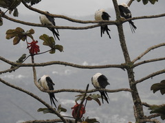 Elanoides forficatus