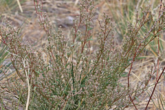 Chenopodium leptophyllum