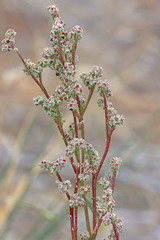 Chenopodium leptophyllum