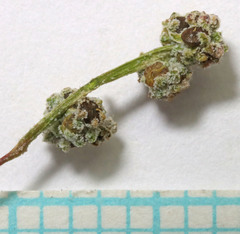 Chenopodium leptophyllum