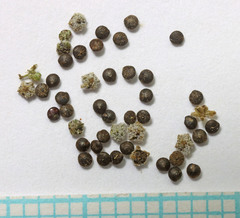 Chenopodium leptophyllum