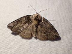 Euthyatira semicircularis