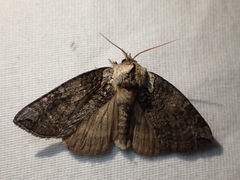 Euthyatira semicircularis