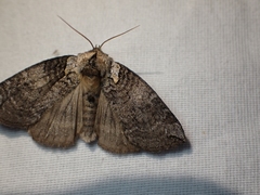 Euthyatira semicircularis