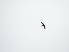 Cypseloides fumigatus