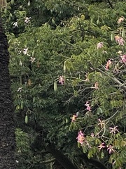 Ceiba speciosa