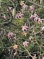 Ceiba speciosa